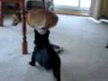 videos de NASCorgi500.MPG