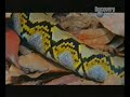 Cobra vs. Python Cobra vs. Python