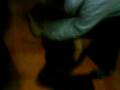 videos de todo por la galleta