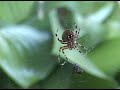 Spider Extreme Close