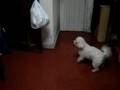 videos de Lilly e Ilivan