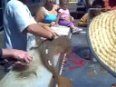 Sand Shark  pt.2