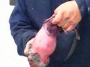 Muskrat Skinning Muskrat Skinning
