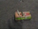 Rat Trap Movie Rat Trap Movie
