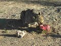 Zahmer Gepard beim Fressen in einem Gehege beim Köcherbaumwald, Namibia / Tame cheetah having dinner in an enclosure near the Quiver Tree forest, Namibia