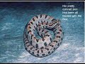 Al-Wilson-The-Snake