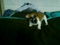 Jack Russell