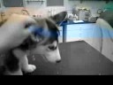 Susi at the Vet 2