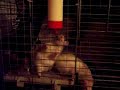 Pet rats fighting over drinking bottle