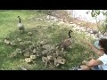 Jeannie feeding the Goslings on the Bow River