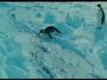 clip video Pigloo Tous les Pingouins Avec Moi (Oh Oh)