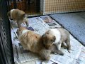 Rough Collie Puppies Rough Collie Puppies