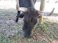 Return of the Mutant Cow Return of the Mutant Cow