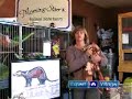 Click here to watch this video Emergency Ferret Care : Caring for Your Pet Ferret After Surgery
