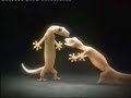 Ceiling TV commercial-two pity lizards