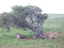 Safari Kenya Tsavo East