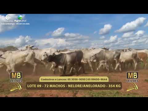 545� LEIL�O VIRTUAL MB LEIL�ES