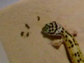 Minty-VS-Crickets