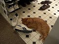 Acorn loves my shoe