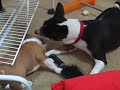 Basenji Chanel & Valentino Parte 3