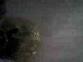 videos de Gustave