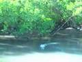 Salt Water Fly Fishing Northern Territory Australia