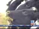 Humane Treatment of Cattle at Seven Bridges Farm