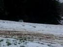 Playin in the Snow Playin in the Snow