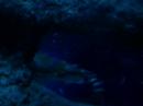Aquarium3 Aquarium3