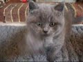 Abbies Litter