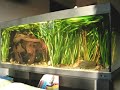 420 liters tropical Asia fish tank / Asienbecken [3/3]