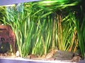 420 liters tropical Asia fish tank / Asienbecken [3/3]