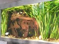 420 liters tropical Asia fish tank / Asienbecken [3/3]