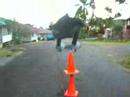 huge ollie