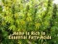 Medical Marijuana - Hemp: A Peaceful Solution: USA Hemp Museum - H.R. 5842 - Medical Marijuana Patient Protection Act