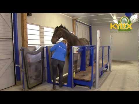 horses grand national horses grand national