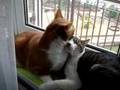 videos de Baks i Gin3
