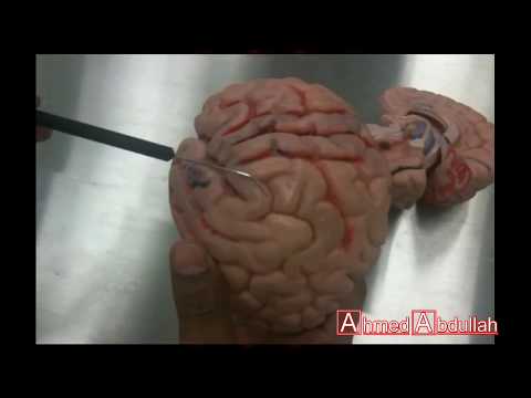 Cerebrum - Ojvensha elearning Resources-Neuroanatomy Lab. for External Features of Cerebrum. Explained by Dr.B.B.Gosai and Filmed and Edited by Ahmed Abdullah. http://e...