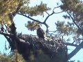 Maine Bald Eagle Visit 9:20 am 10/06/08