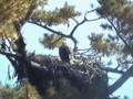 Maine Bald Eagle Visit 9:20 am 10/06/08