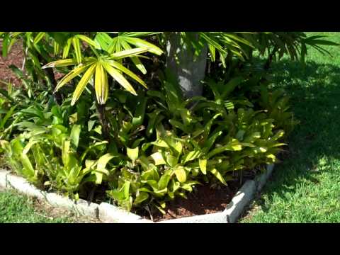 how to fertilize bromeliads