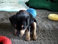 Miniature pinscher puppies 6