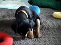 Miniature Pinscher video