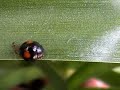 la-hormiga-invasora.html