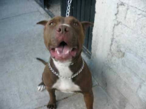 american pitbull kirsha sb004