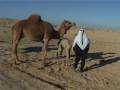 Camel whisperer teaches Bedouin new tricks