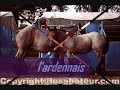 chevaux de trait