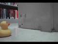 Rubbery Ducky at the Library