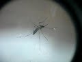 PARASITO- AEDES junior alcalde
