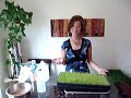 Wheat Grass Part 2